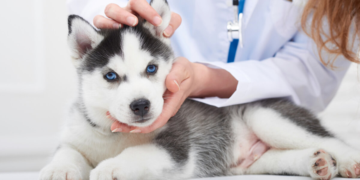 how to apply for husky health insurance