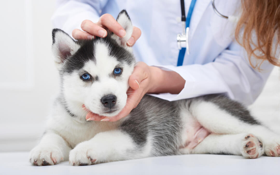 vet examining husky puppy  - planning services for disabled individuals seeking employment