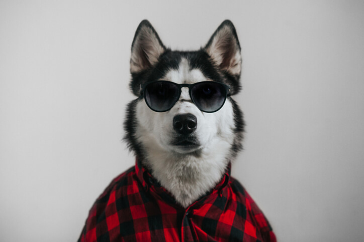 cool dog with sunglasses - neurodiverse autism financial planning services farmington ct