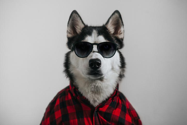 cool dog with sunglasses - neurodiverse autism financial planning services farmington ct
